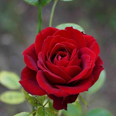 Elizaveta Ghanem Profile Picture