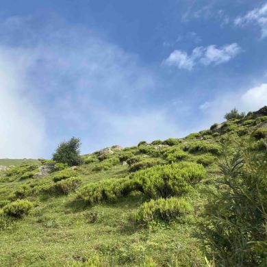 Sofia Ibrahim Profile Picture