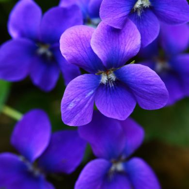 هنا علي Profile Picture