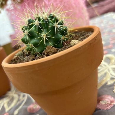 Yassina selma Terfa Profile Picture