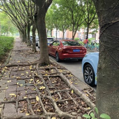 Adem Eshetu Profile Picture