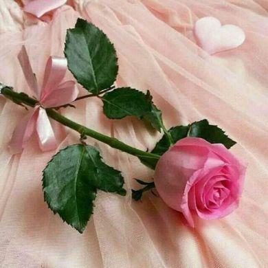 امينات ملكاوا