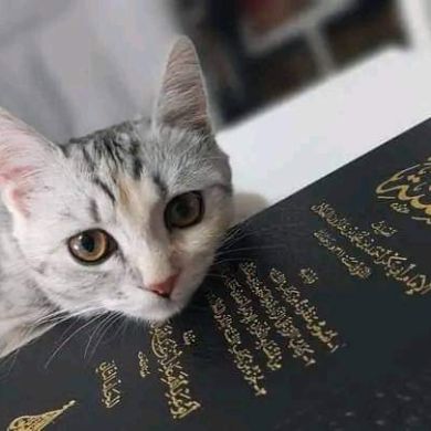 وحيد الشهيد Profile Picture