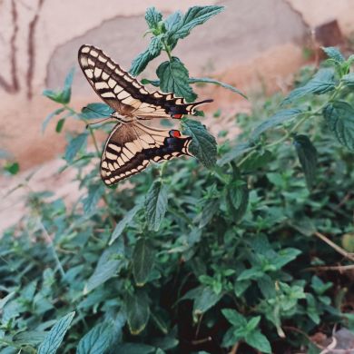 أم عبد الله