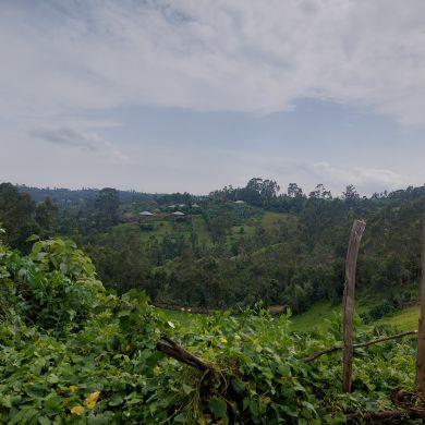 Hamida Kedir Profile Picture