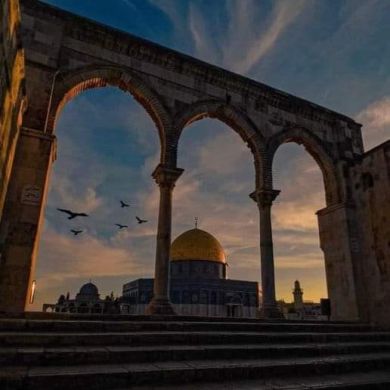 صفية عبد الرحمن