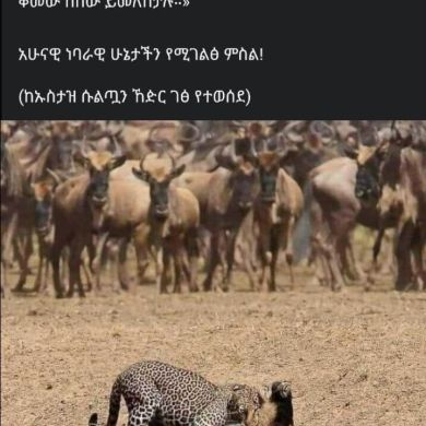 mohammed ibrahim Profile Picture