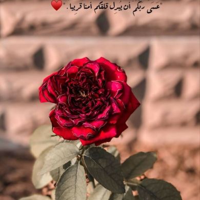 أميرة أمة الله