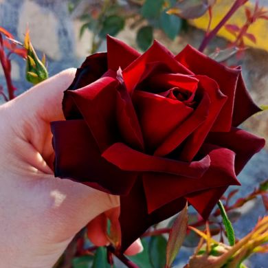 Mi Mou Profile Picture