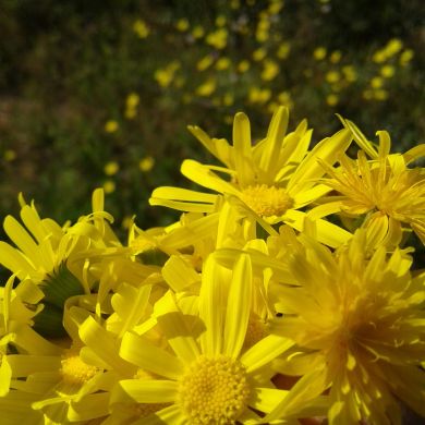 ahlam abdualnasser Profile Picture