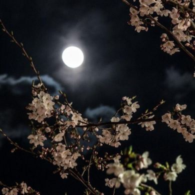 meriem batoul Profile Picture