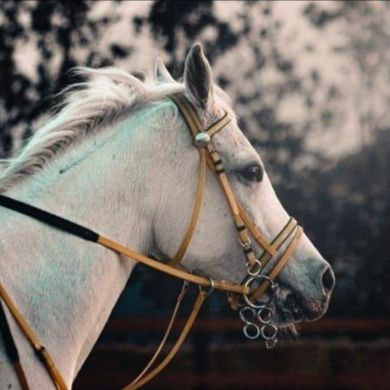 أحمد صلاح Profile Picture