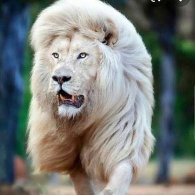 popoola lateef Olalekan