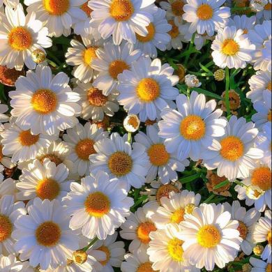 Samar-San Profile Picture