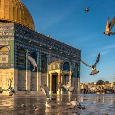 Feruza Addis Profile Picture