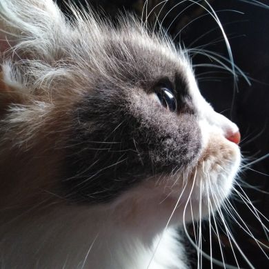 أمة الله Profile Picture