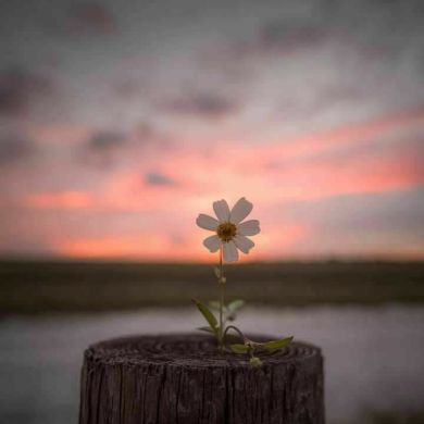 om lina Profile Picture