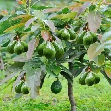 Abu Neshata Abedilwes099 kedir Profile Picture