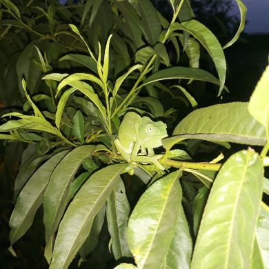 أحمد الوزاني Profile Picture