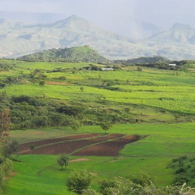 Yasin Endris Profile Picture