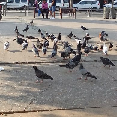 سعد ابو مسعود