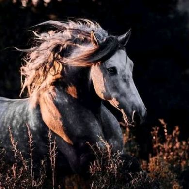 رباط خيل Profile Picture