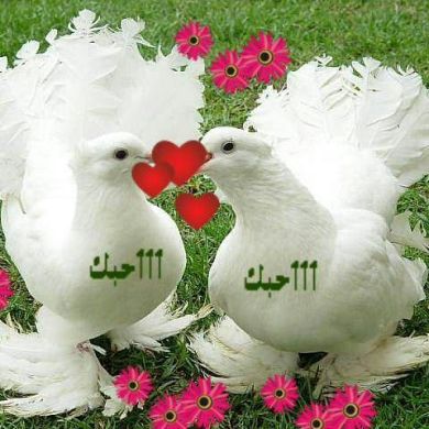 umma1698003818 Profile Picture