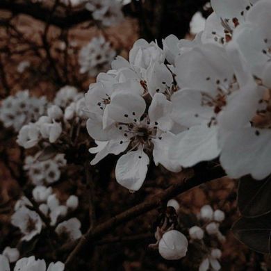 نسرين عباسي