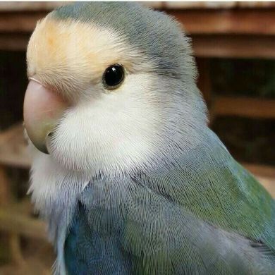 ahlam mo ll Profile Picture