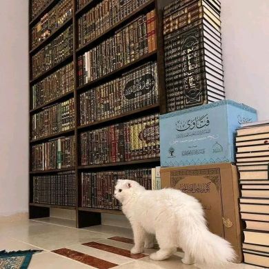 Israa_gh3 Profile Picture