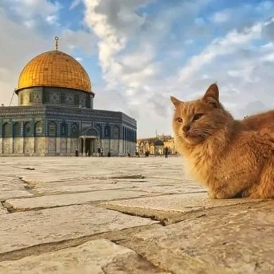 Al - Quds - القدس