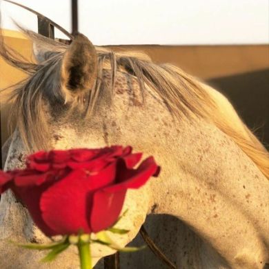 Oum sara Profile Picture