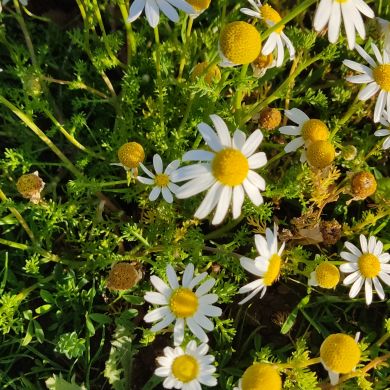 safaa lina Profile Picture