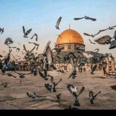 ኢብኑ ሙስጠፋ Profile Picture