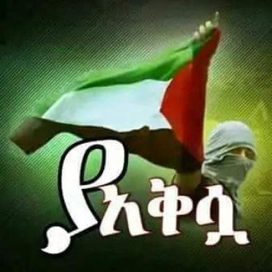 ashrek ashrek jemal Profile Picture