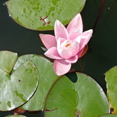 Tamar Tamar Profile Picture