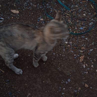 chimimey yu Profile Picture