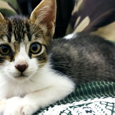 Abo Horaira Profile Picture