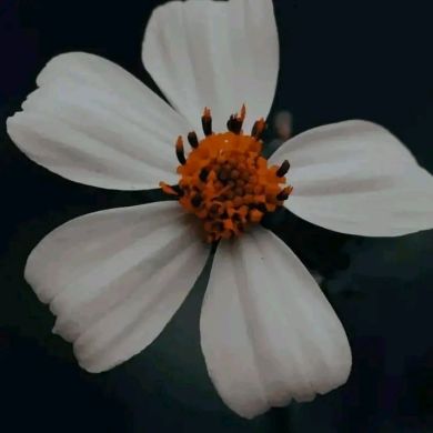 أشواق أم بسملة