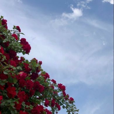 آآآ ميرة profile picture