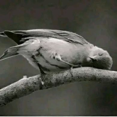 OMAR do Profile Picture