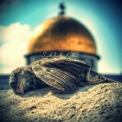 Shillan Sharif Profile Picture