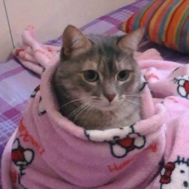 dndn_j16 Profile Picture