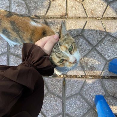 تغريـد حلمي Profile Picture