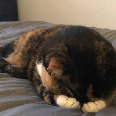 Re Lam Profile Picture