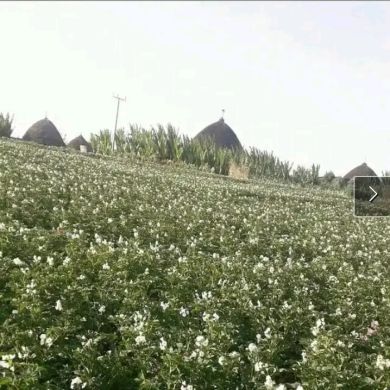 sherefedin oulchafo Profile Picture