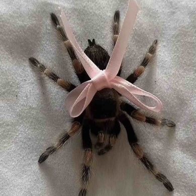 Радима Кисиева