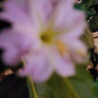 raifasosoo sosoo Profile Picture