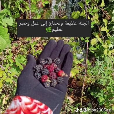 Hiba Didi Profile Picture