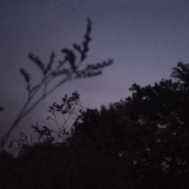 Фатима Магомедова